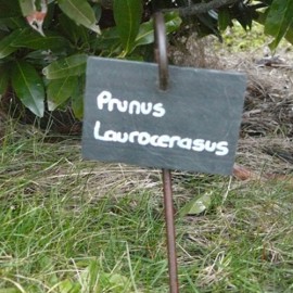 Étiquette ardoise ovale 12 cm - Un jardin en pente douce