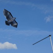 Cerf-volant effaroucheur rapace