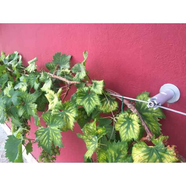 30m - Serre câble pour plantes grimpantes, fil multifonctionnel pour le  jardinage, support pour fleurs et fle