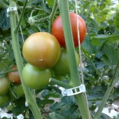 Ficelle à tomates biodégradable PLA 250g