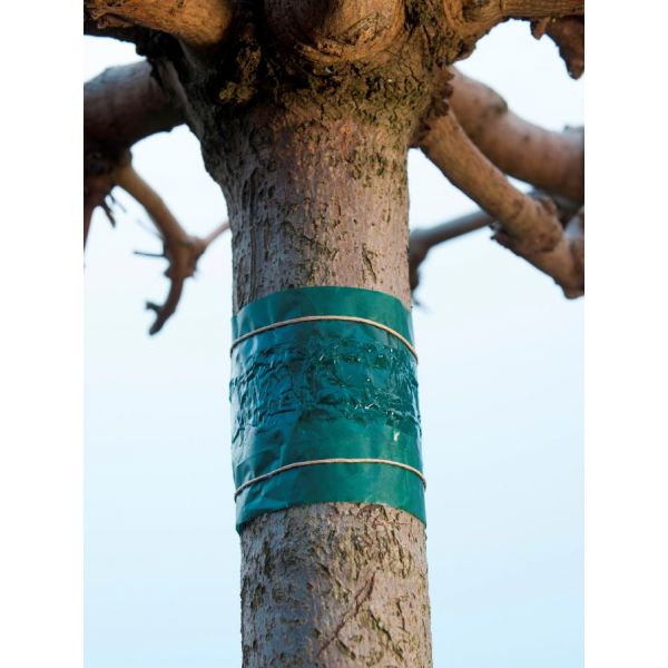 BANDE DE GLU ANTI INSECTES POUR ARBRES