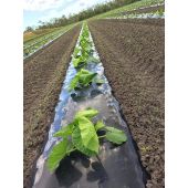 Film de paillage fraise photosensible 20 mc, 1.4 m X 2077 m