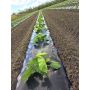 Film de paillage fraise photosensible