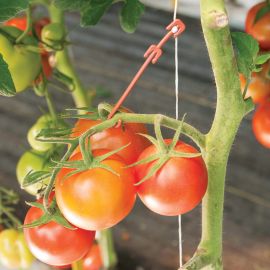 Lot de 100 crochets à tomates
