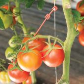 Lot de 100 crochets à tomates