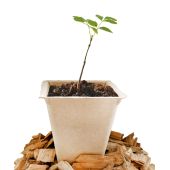 Godets compostables 9*9*9.5 cm