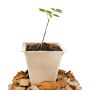 Godets compostables