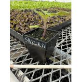 Winstrip XL Pot
