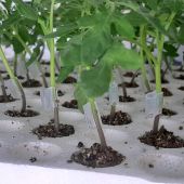 100 clips de greffage en silicone