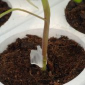 Clips de greffage en élastomère