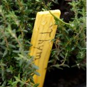 Crayon graphite spécial étiquettes bois