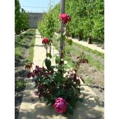 Toile de paillage base chanvre*