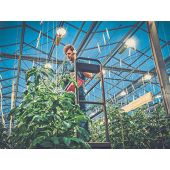 Ficelle compostable de tuteurage en cellulose