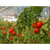 Ficelle compostable de tuteurage en cellulose