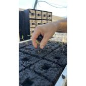 Presse-mottes Spidmot