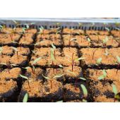 Presse-mottes Spidmot