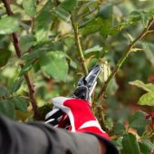 S&eacute;cateur cueille fleurs Felco 100