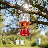 Pi&egrave;ge s&eacute;lectif frelons asiatiques