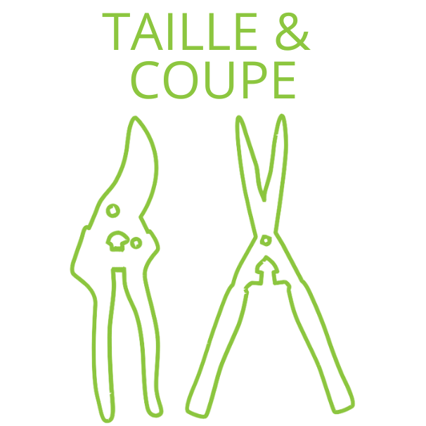 Taille et coupe