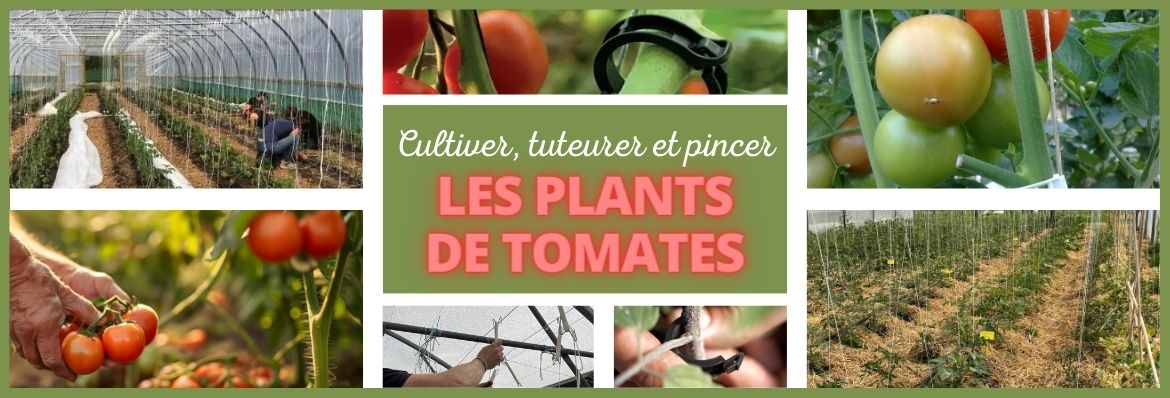 Les indispensables pour cultiver la tomate.