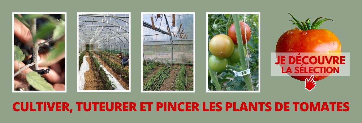 Cultiver, tuteurer et pincer les plants de tomates
