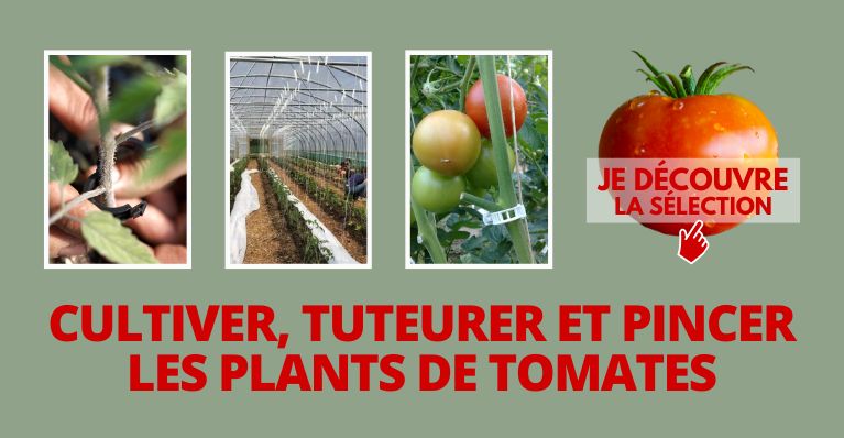 Cultiver, tuteurer et pincer les plants de tomates
